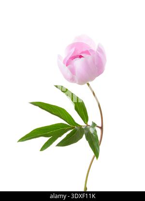 Pale pink Peony with green leaf isolated on white background Stock Photo