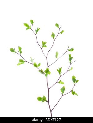 Branch with young green spring leaves isolated on white background.  Spiraea vanhouttei. Stock Photo