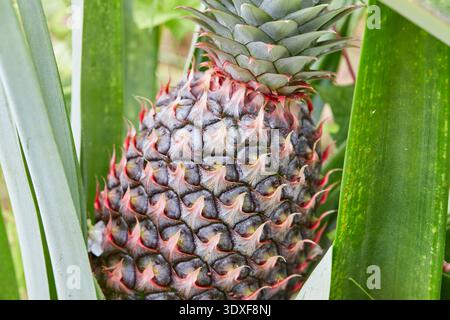 Young Pineapple Growing on a Plant Stock Photo