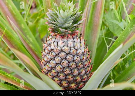 Young Pineapple Growing on a Plant Stock Photo