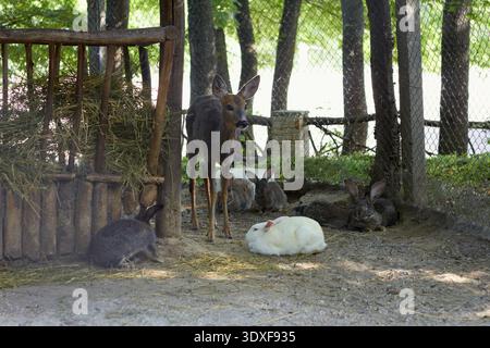 A small deer and several rabbits, one white, share an enclosure. Dappled sunlight illuminates the animals near a rustic wooden hay feeder. A calm, nat Stock Photo