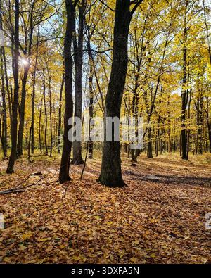 Sunlight filtering through golden autumn forest. Autumn scene in a deciduous forest with sunlight streaming through tall trees & golden yellow leaves. Stock Photo