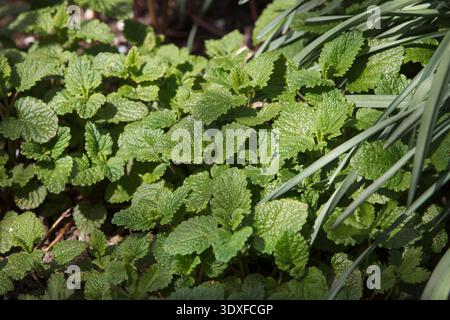A close-up shot of a vibrant green lemon balm or mint plant. The textured, serrated leaves are illuminated by dappled sunlight, creating a fresh, natu Stock Photo
