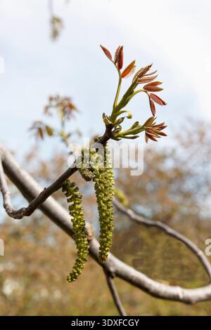 A delicate photo of new walnut tree leaves sprouting in spring. The reddish-brown and green shoots are in sharp focus against a soft, blurred backgrou Stock Photo