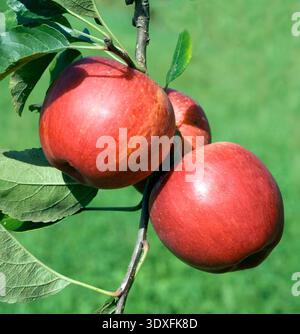 Elstar, Apfel, Malus, domestica, Stock Photo