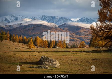 Autumn larch trees in golden meadow below snow capped mountains, dramatic cloudy sky, tranquil alpine landscape with scattered boulders and warm late afternoon light. Stock Photo