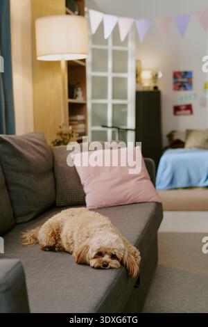 Vertical of Fluffy Dog Resting on Sofa in Cozy Modern Living Room Interior Stock Photo