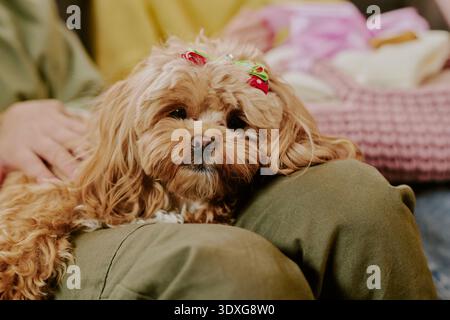 Small Fluffy Dog Resting on Lap While Being Gently Petted Indoors Stock Photo