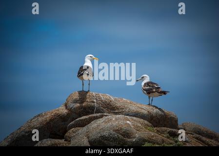A pair of seagulls perched on a rock on the Chilean coast. Stock Photo