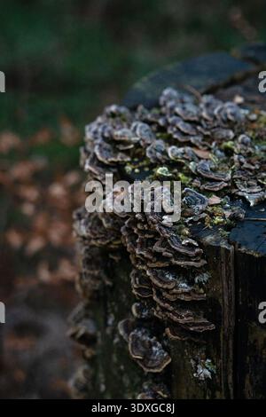 Bracket fungi growing on a decaying tree stump in a forest, with soft blurred woodland background. Stock Photo