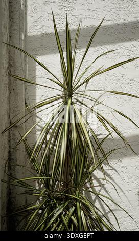 Real photo natural tropical botany organic shadows grunge cement textured wall neutral background Stock Photo