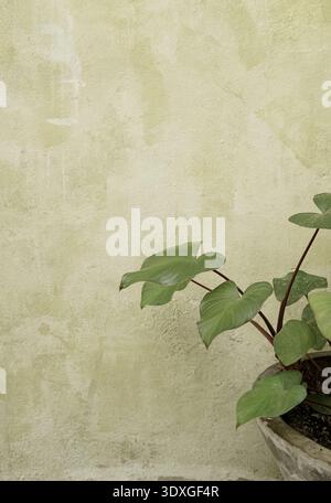 Real photo tropical botanical potted green plant grunge cement textured wall neutral background Stock Photo
