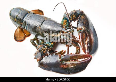 Live whole atlantic lobster with big claws and hard shell on white background, raw gourmet seafood ready for cooking, studio shot Stock Photo