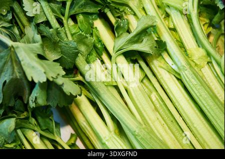 Fresh green celery stalks and leaves, healthy vegetable ingredient for cooking, vegetarian diet, and nutrition Stock Photo
