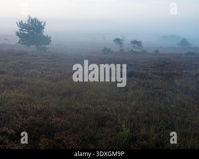 Scots pine Pinus sylvestris and Silver birch Betula pendula on heathland in early morning mist, Tadnoll and Winfrith Nature Reserve, Dorset Wildlife T Stock Photo