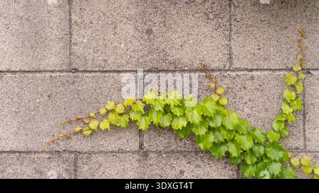 Stone wall with green wild grape leaves, natural background. Stock Photo