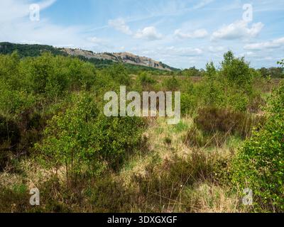 Silver birch Betula pendula growing on wet heathland with Whitbarrow Scar beyond, Foulshaw Moss Nature Reserve near Witherslack, Cumbria, England, UK, Stock Photo