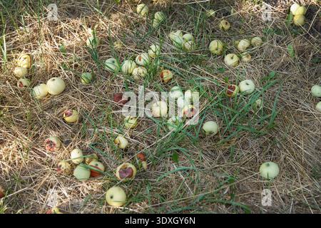 A high-angle view of fallen green and yellow apples scattered on dry grass. Some fruit is rotting. The natural light highlights textures of decay, abu Stock Photo