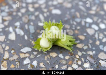 Macro shot of two unripe green hazelnuts in husks on a stone surface. Soft, natural light highlights the fresh green pale colors. Shallow depth of fie Stock Photo