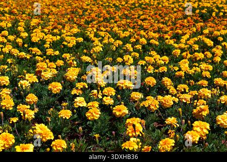 French marigold flowers on garden (Tajetes patula) in Brasilia, Federal District, Brazil Stock Photo
