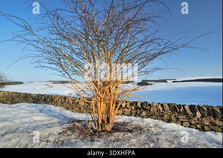 Rowan Roe Browse damage to the bark of a roadside rowan tree (Sorbus aucuparia ...
