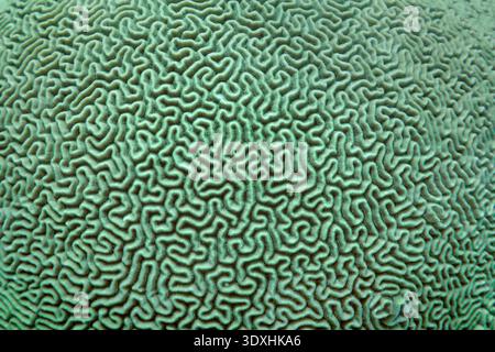 Abstract background. Organic texture of the hard brain coral Stock Photo