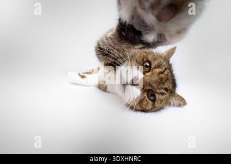 lazy but curious british shorthair cat lying on side reaching for camera with paw, studio shot on white background Stock Photo