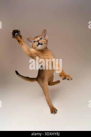 playful abyssinian kitten in motion jumping on beige studio background raising paw Stock Photo