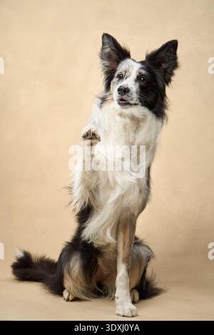 Black and white Border Collie poses with one paw raised in front of a neutral background. Stock Photo