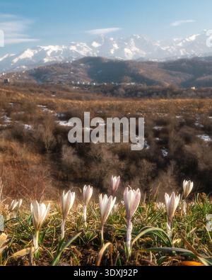 Wild white crocuses blooming in the foreground with a scenic view of snow-capped mountains in Almaty. Spring landscape background suitable for travel, Stock Photo