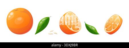 Vector set of whole orange, sliced orange and orange leaves Stock Vector