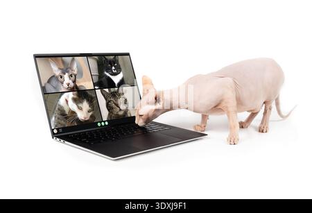 Sphynx cat talking to cat friends in video conference on laptop computer. Group of cats having an online meeting using a computer. Funny concept for j Stock Photo