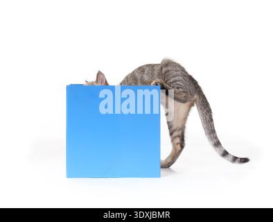 Isolated cat climbing in box. Tabby cat with front of body inside the blue box and hind leg stretched out. Cat obsession with boxes. 3 months old, fem Stock Photo