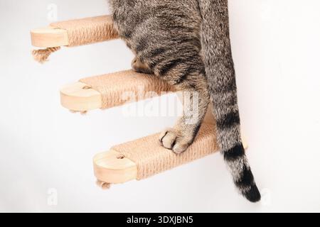Cat paws on cat stairs mounted on white wall. Close up. Wall mounted stairs with sisal or rope. Pet furniture, modern cat tree and claw health concept Stock Photo