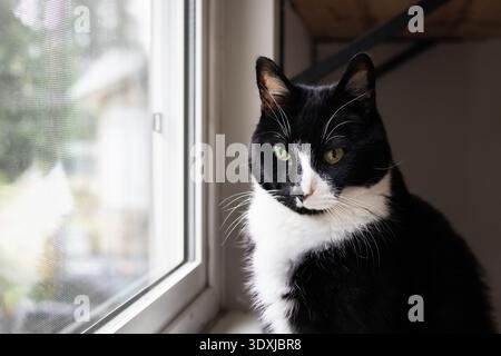 Indoor cat sitting by window with defocused fly screen. Senior tuxedo cat watching birds and squirrels outside. Mental enrichment or cat TV. 13-year-o Stock Photo