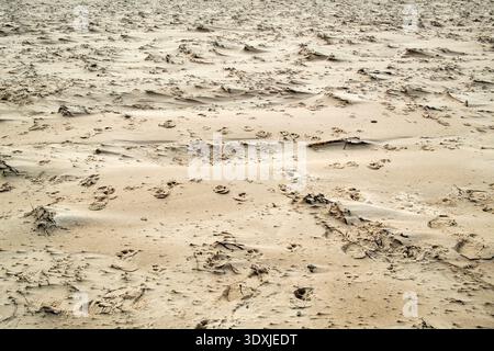 A close-up view of a sandy surface showing intricate patterns created by wind and water, along with scattered small twigs and debris Stock Photo