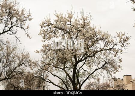 Blooming white flowers on tree branches with a cloudy sky in the background, signaling the arrival of spring Stock Photo