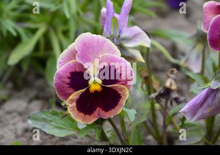 Decorative flowers of violets satellites and decoration of life Stock Photo