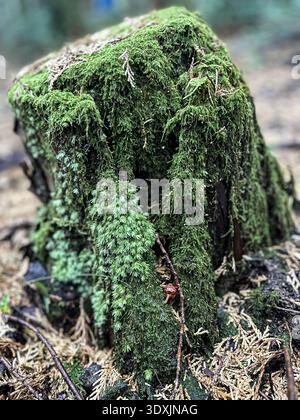 Hallasan National Park, Jeju Island, South Korea. Moss covered tree stump on the forest floor. Stock Photo