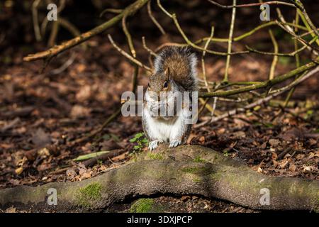 Grey squirrel standing on hind legs eating nuts at Golden Acre Park, Leeds, showing natural wildlife behaviour with shallow depth of field and soft bl Stock Photo