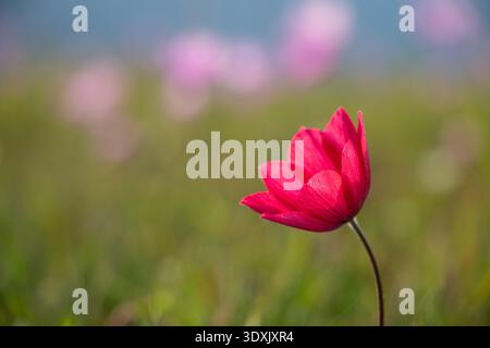 Red anemone wildflower blooming in Greek countryside with blurred green grass, blue sky and distant pink anemones forming soft bokeh, spring Thessaly. Stock Photo