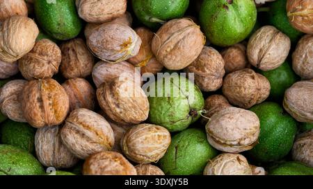 A fresh autumn harvest of walnuts with both green husks and brown shells. Close up. Stock Photo