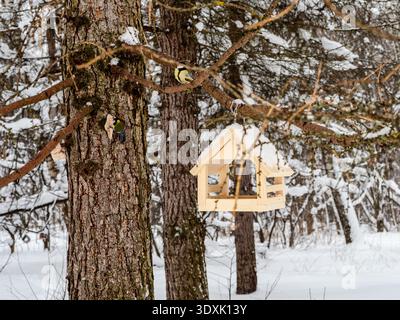 titmouse and homemade wooden bird feeder on larch tree in snowy forest of city park on cloudy winter day after snowfall Stock Photo