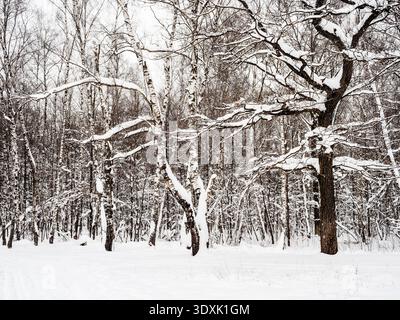 snow covered trees at clearing in snowy forest of city park on cloudy winter day after snowfall Stock Photo