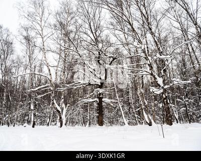 snow covered trees at snowy meadow in forest of city park on cloudy winter day after snowfall Stock Photo