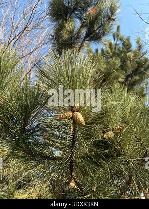 Pine tree branch with green needles and cones against blue sky. Close up of evergreen tree in sunlight, natural forest background. Stock Photo