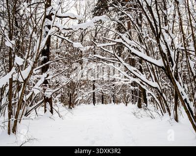 path in fresh snow in forest of city park in winter evening after snowfall Stock Photo