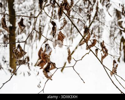 dried frozen leaves on twig closeup in forest of city park in winter evening after snowfall Stock Photo