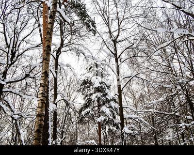 snowy tree branches and trunks in forest in city park in winter evening after snowfall Stock Photo