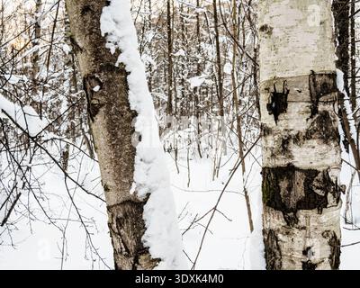 birch trees trunks in forest of city park in winter sunset after snowfall Stock Photo